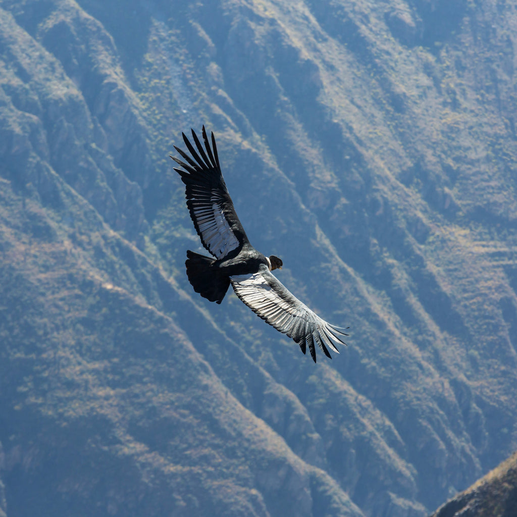 COLCA CANYON FULL DAY